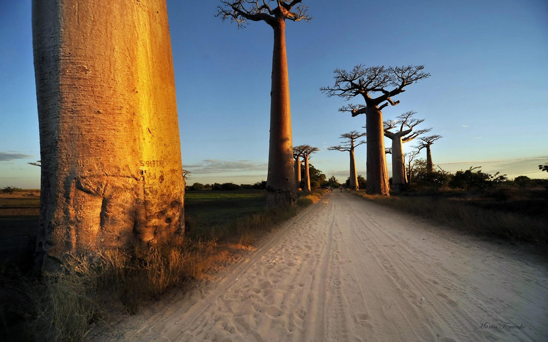 Illustration for article titled Los baobab, árboles milenarios de África, están muriendo (y nadie sabe muy bien por qué)